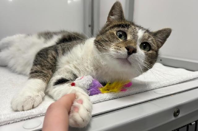 My name is Ticonderoga and I am ready for adoption. Learn more about me!