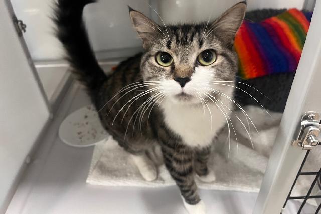 My name is Camelia and I am ready for adoption. Learn more about me!