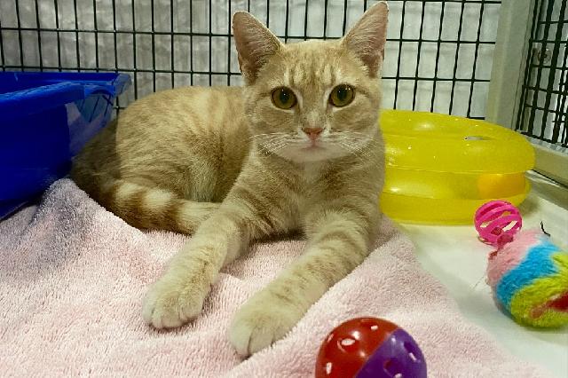 My name at SAFE Haven was Pout-Pout Fish and I was adopted!