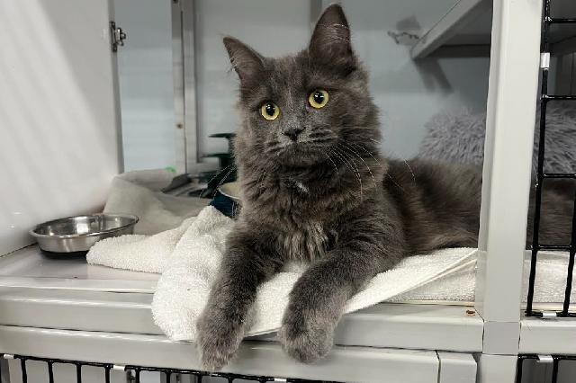 My name at SAFE Haven was Sunfish and I was adopted!