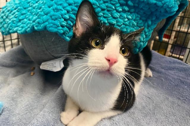 My name is Prince Philip and I am ready for adoption. Learn more about me!