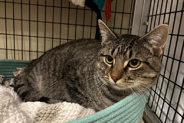 My name is Andalusite and I am ready for adoption. Learn more about me!
