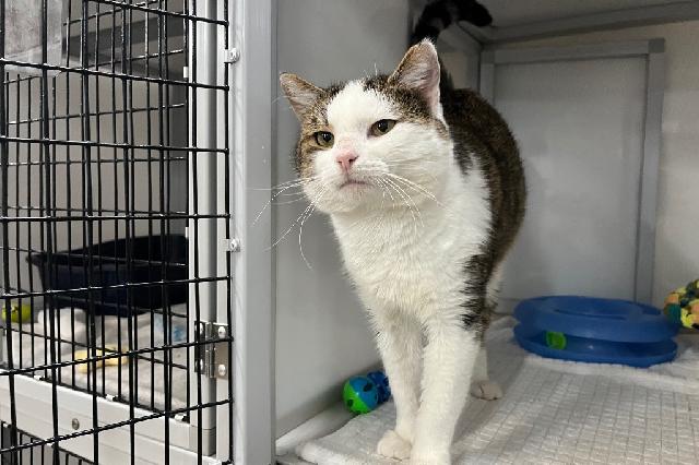 My name is Megamind and I am ready for adoption. Learn more about me!