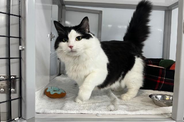 My name at SAFE Haven was Biggie Cheese and I was adopted!