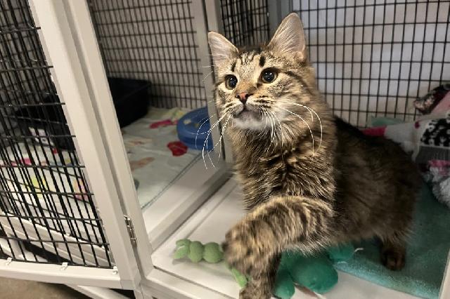 My name is Stanislaus and I am ready for adoption. Learn more about me!