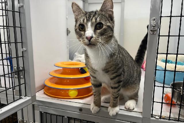 My name at SAFE Haven was Kavi and I was adopted!