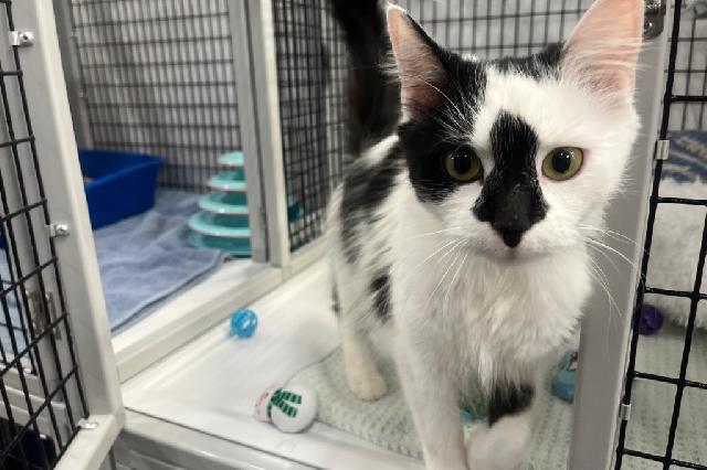 My name at SAFE Haven was Snowflake Obsidian and I was adopted!