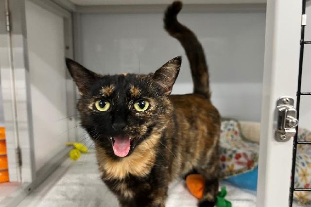 My name at SAFE Haven was Efe and I was adopted!