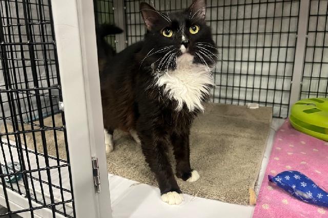 My name is Noore and I am ready for adoption. Learn more about me!