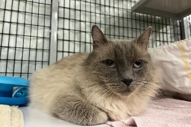 My name is Zurrie and I am ready for adoption. Learn more about me!