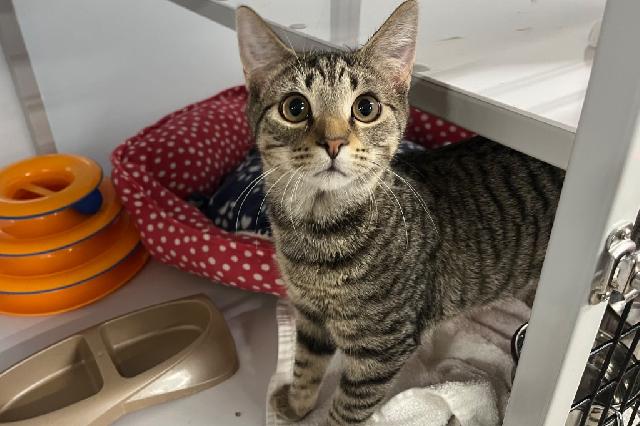 My name at SAFE Haven was Bushbuck and I was adopted!