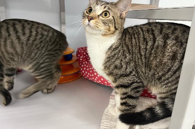 My name at SAFE Haven was Travancore and I was adopted!