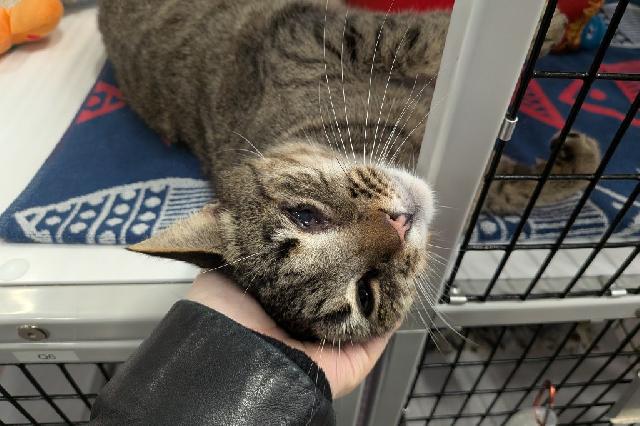 My name at SAFE Haven was Hemlock and I was adopted!