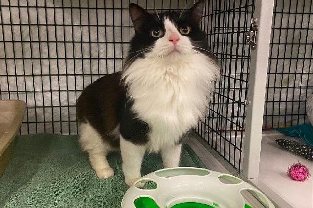 My name at SAFE Haven was Suncake and I was adopted!