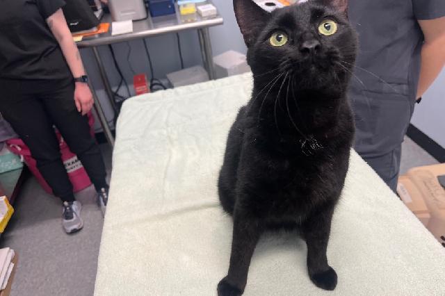 My name is Calamitous and I am ready for adoption. Learn more about me!