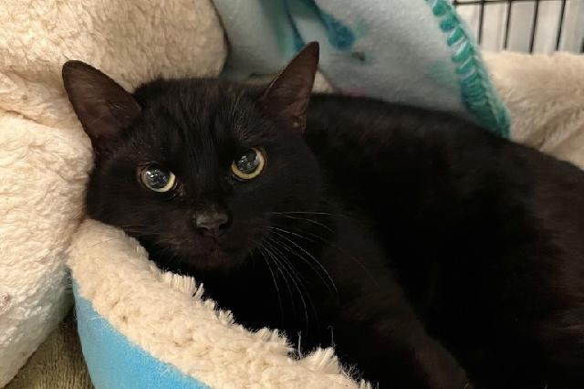 My name is Chiquidracula and I am ready for adoption. Learn more about me!