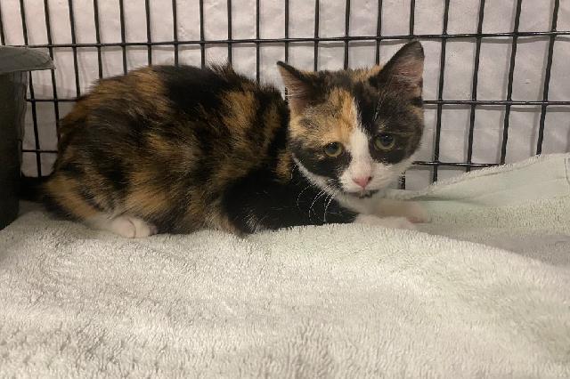 My name is Ginkgo and I am ready for adoption. Learn more about me!