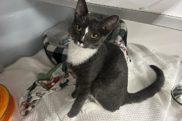 My name is Psyduck and I am ready for adoption. Learn more about me!