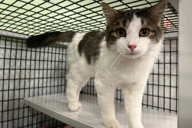 My name at SAFE Haven was Lampoon and I was adopted!