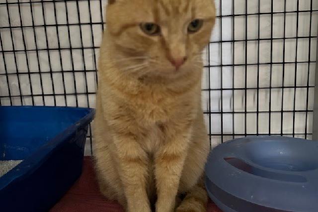 My name is Cannoli-Oli and I am ready for adoption. Learn more about me!