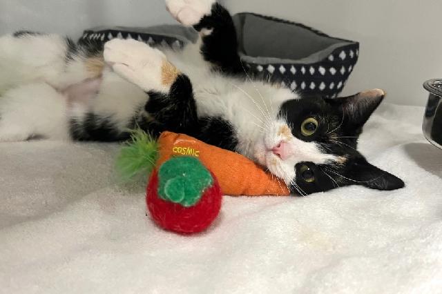 My name is Garden Salsa and I am ready for adoption. Learn more about me!