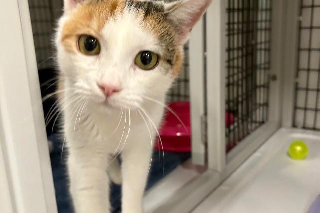 My name is Miss Congeniality and I am ready for adoption. Learn more about me!