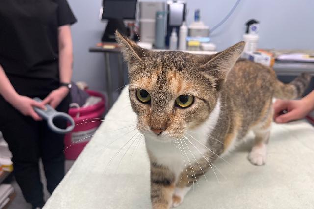 My name is Polly Esther and I am ready for adoption. Learn more about me!