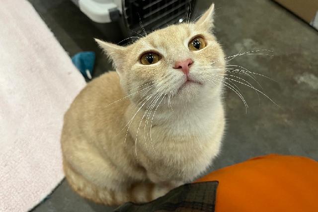 My name at SAFE Haven was Harvest Cheddar and I was adopted!