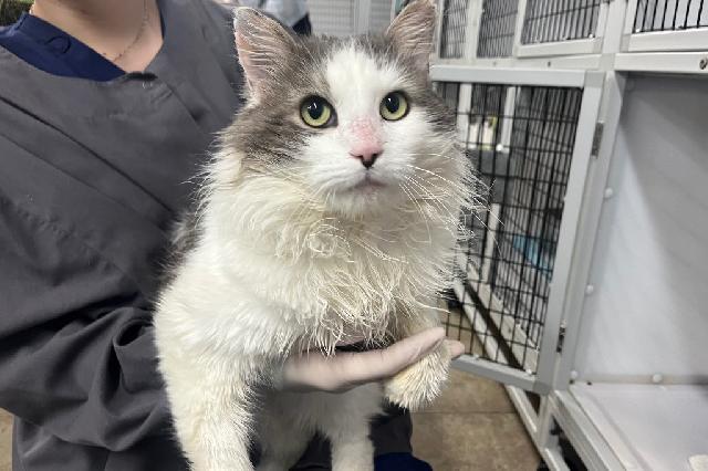 My name is Missile Toe and I am ready for adoption. Learn more about me!