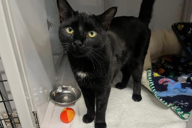 My name is Fang Fang Squeek and I am ready for adoption. Learn more about me!