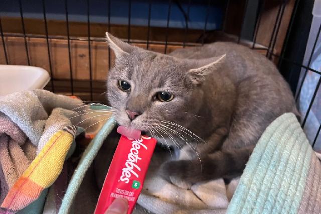 My name is Tanzanite and I am ready for adoption. Learn more about me!