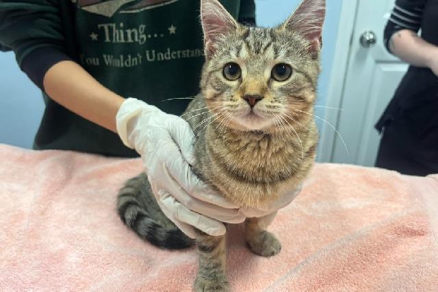 My name at SAFE Haven was Nody and I was adopted!