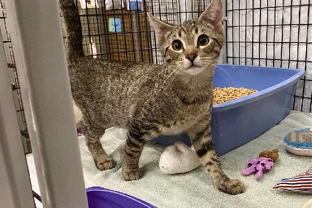 My name at SAFE Haven was Koffi and I was adopted!