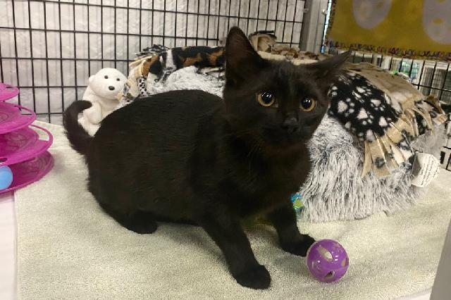 My name is Indira and I am ready for adoption. Learn more about me!