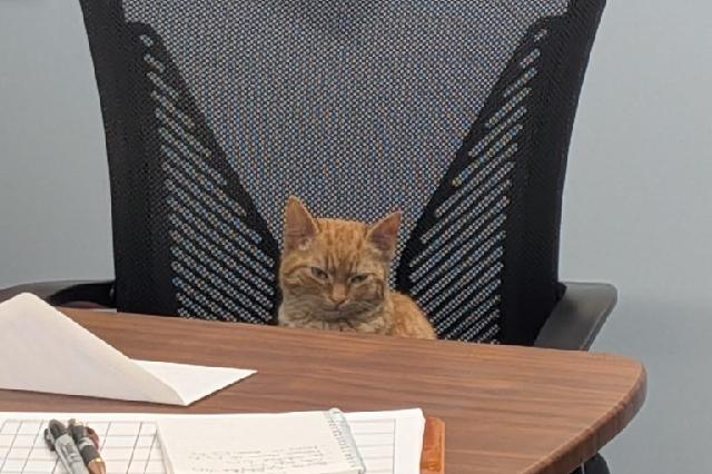 My name at SAFE Haven was Craisin and I was adopted!