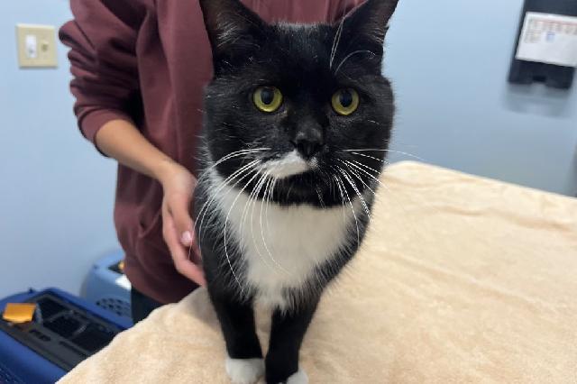 My name at SAFE Haven was Free Willy and I was adopted!