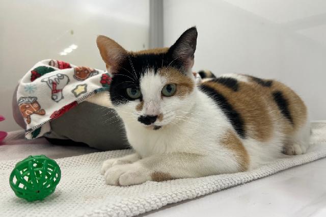 My name is Oriana and I am ready for adoption. Learn more about me!