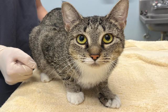 My name at SAFE Haven was Clarinet and I was adopted!