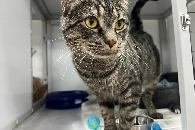 My name is Whispy Woods and I am ready for adoption. Learn more about me!