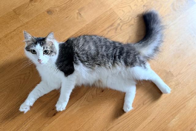 My name at SAFE Haven was Hawk and I was adopted!