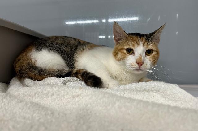 My name is Falcon and I am ready for adoption. Learn more about me!