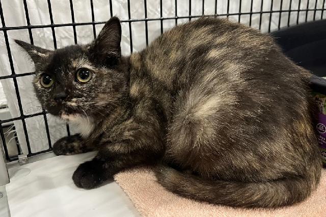 My name at SAFE Haven was Eagle and I was adopted!