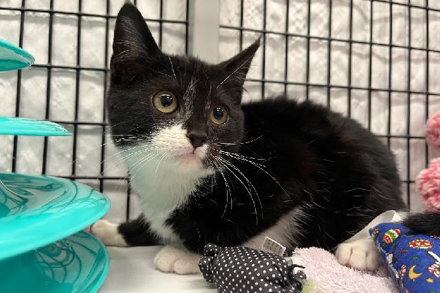 My name at SAFE Haven was Artemisia and I was adopted!