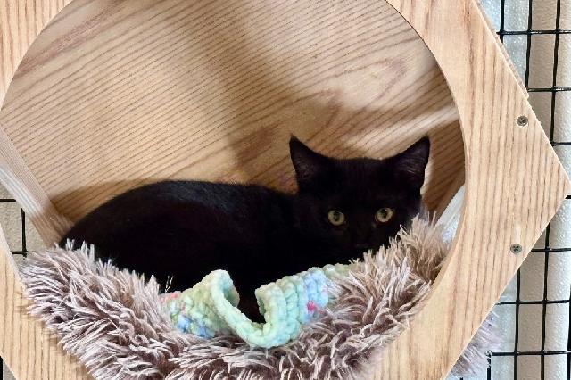 My name is Scottish Jon and I am ready for adoption. Learn more about me!