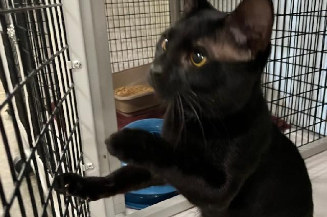 My name is Bert and I am ready for adoption. Learn more about me!