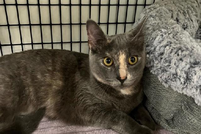 My name at SAFE Haven was Caelynn and I was adopted!