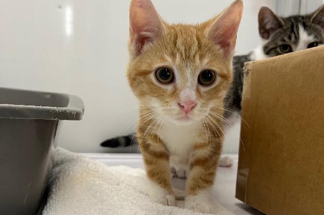 My name is Arturo and I am ready for adoption. Learn more about me!