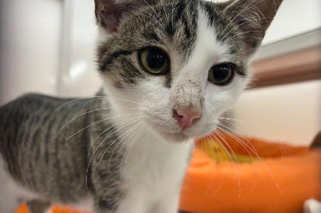 My name is Teresimo and I am ready for adoption. Learn more about me!