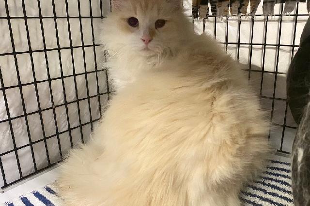 My name is Diesel and I am ready for adoption. Learn more about me!