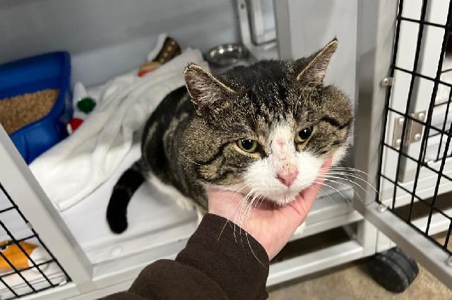 My name is Beef Jerky and I am ready for adoption. Learn more about me!